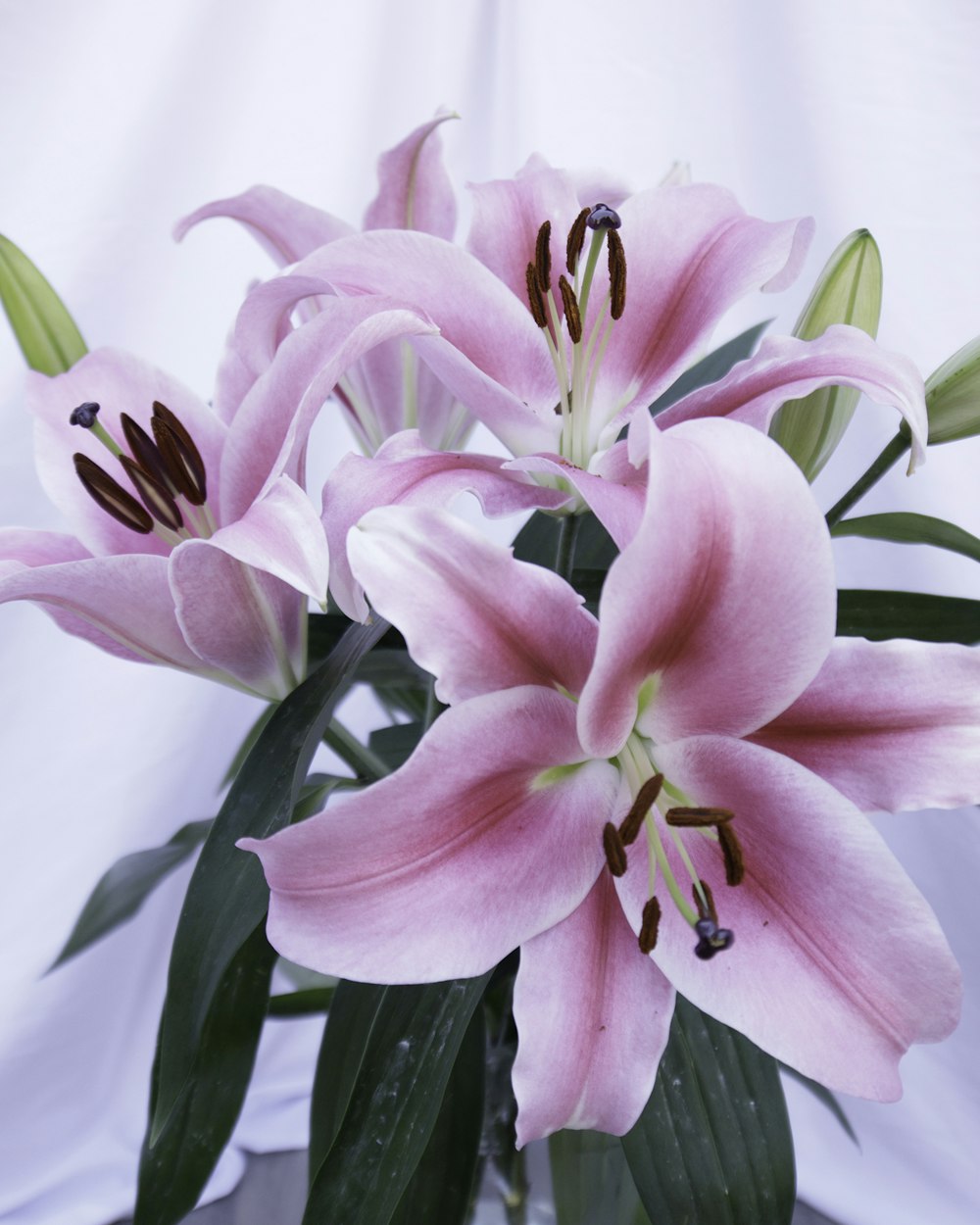 Pembe Lilyum Buketi
