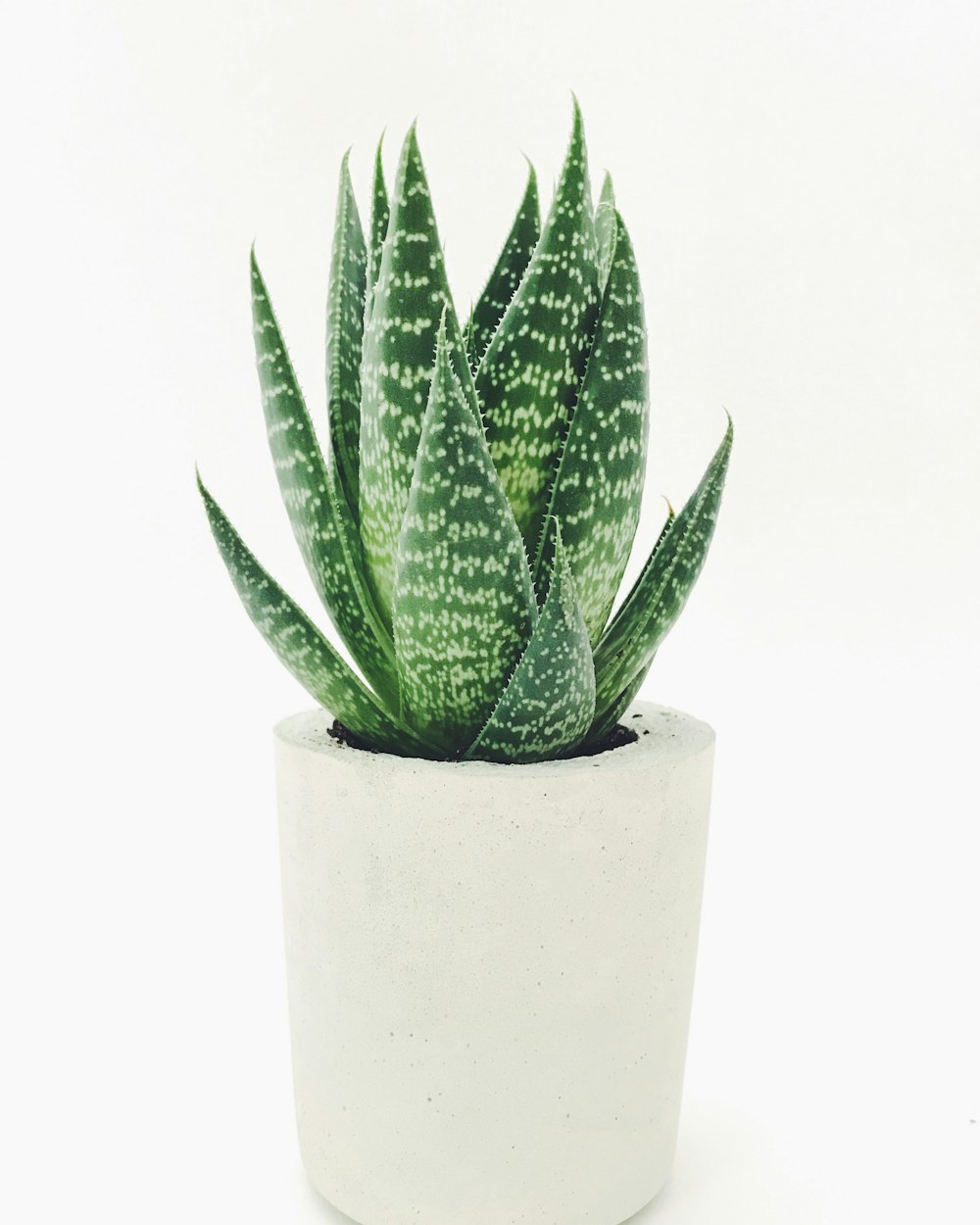 Aloe Vera · Beton Saksı