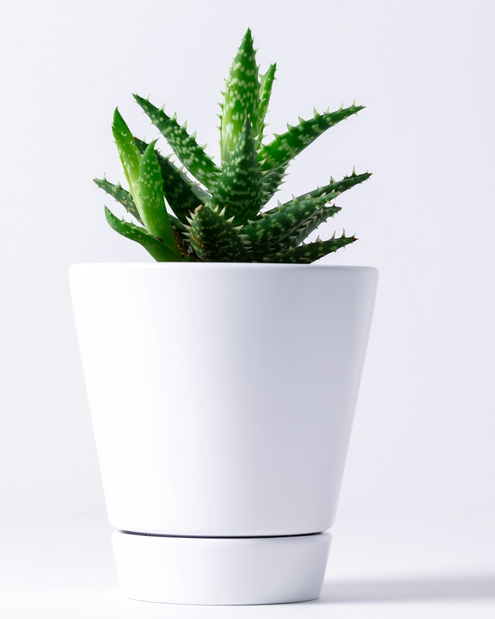 Aloe · Beyaz Saksı